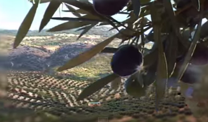 olive priego cordoba venta barón